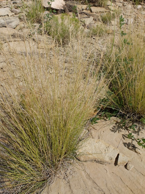 Aristida arizonica